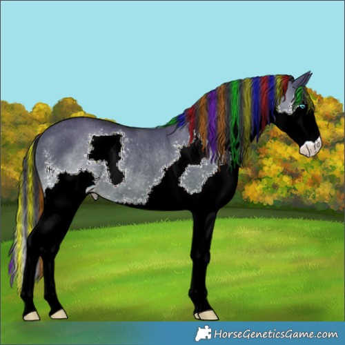 Horse Color:Painted Grullo Sabino Splash Rabicano 