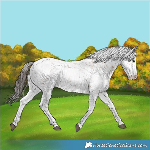 Horse Color:Bay Sabino