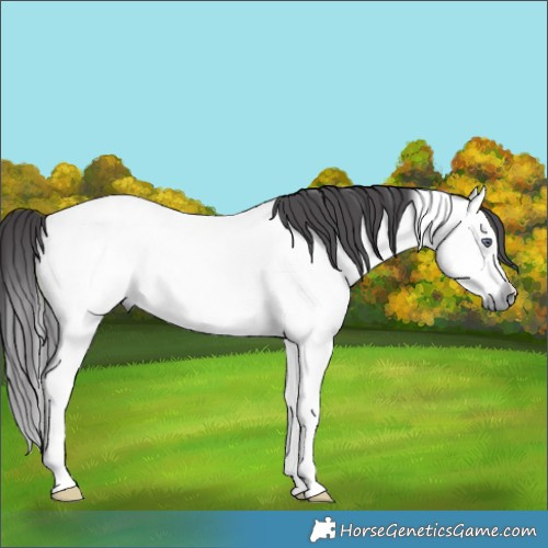 Horse Color:Buckskin Chinchilla Tobiano