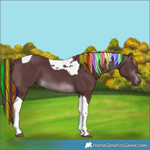 Horse Color:Painted Chocolate Brown Chinchilla Tobiano