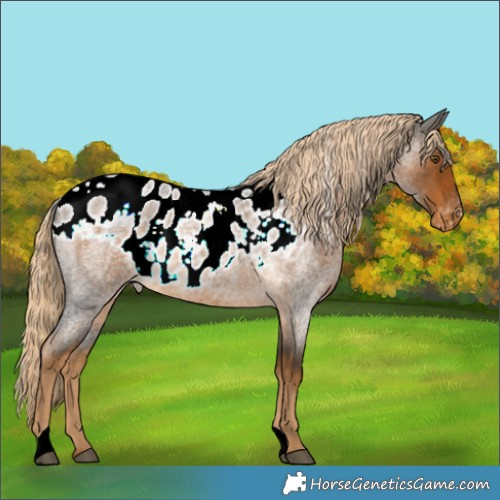Horse Color:Chocolate Palomino Roan Skewed LP Spotted 
