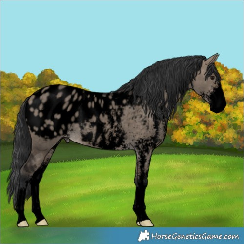 Horse Color:Void Brown Dun Sabino Blanket 