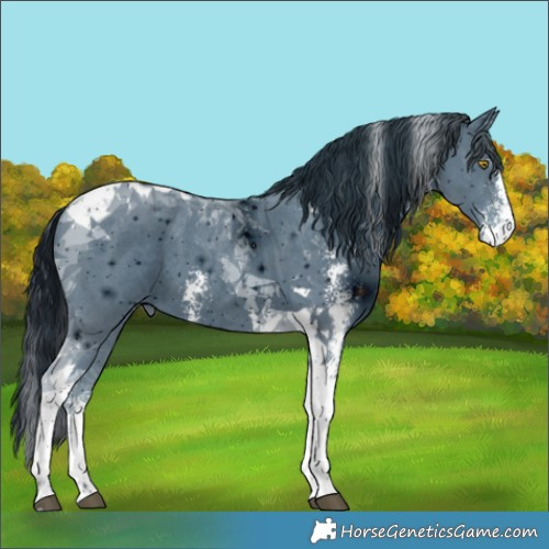 Horse Color:ERROR: UNKNOWN ANOMALY