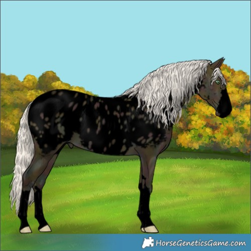 Horse Color:Void Midnight Silver Amber Cream Champagne Dun Near Leopard 