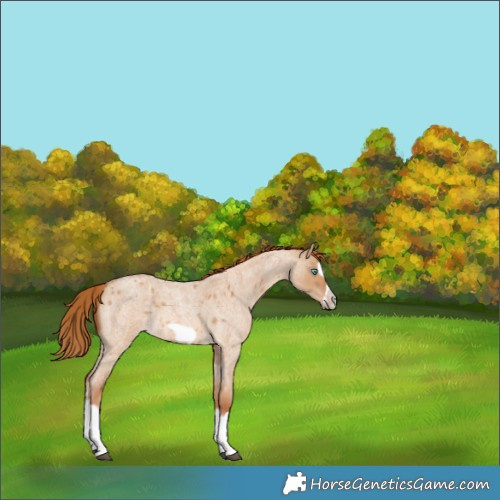 Horse Color:Red Dun Roan Splash Frame Rabicano 