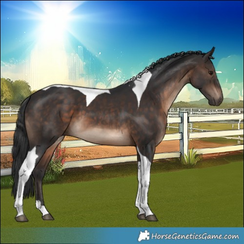 Horse Color:Brown Tobiano 
