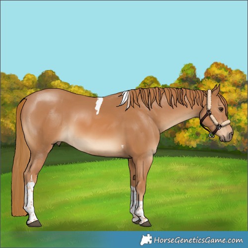 Horse Color:Chestnut Tobiano Rabicano