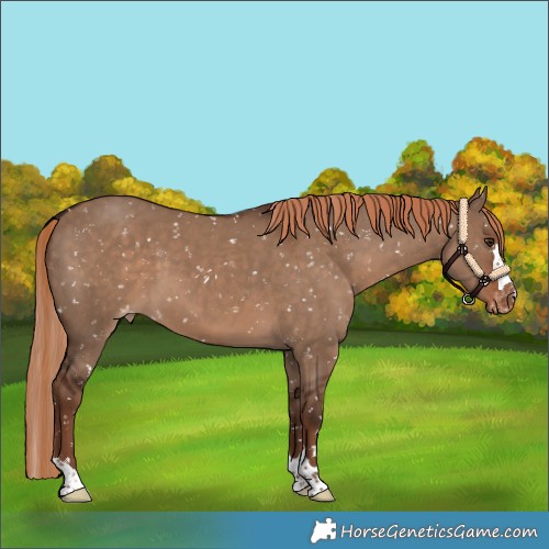Horse Color:Liver Red Dun Snowflake Varnish 