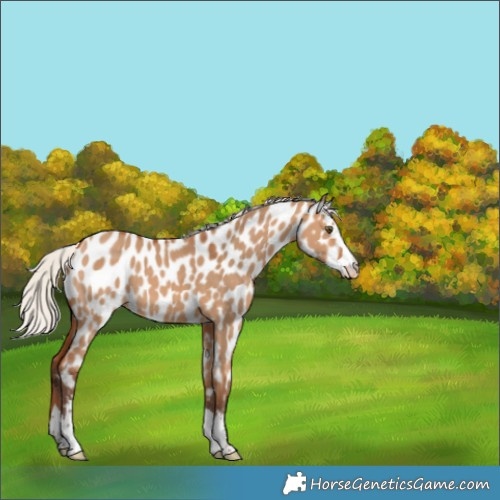 Horse Color:Silver Bay Dun Near Leopard 