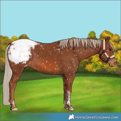 Horse Color:Chestnut Tobiano Snowcap 