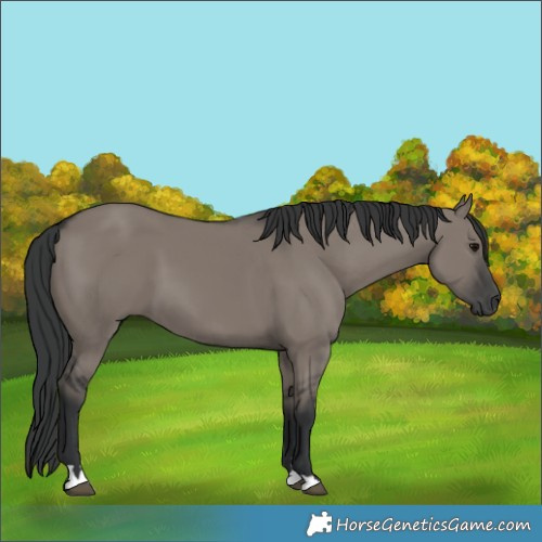 Horse Color:Grullo 