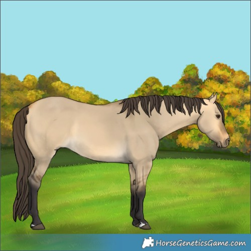 Horse Color:Buckskin Dun 
