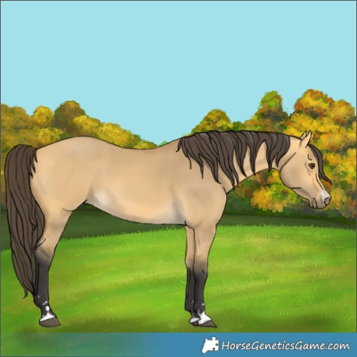 Horse Color:Buckskin Dun 