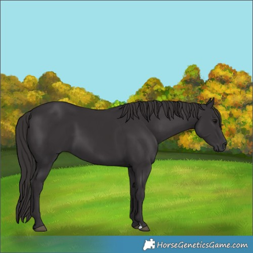 Horse Color:Smoky Black 