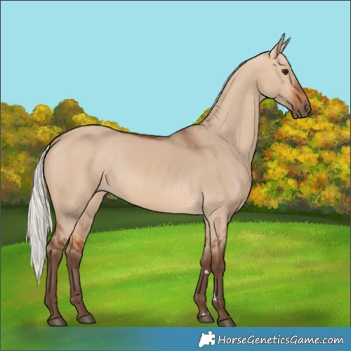 Horse Color:Silver Bay Dun 