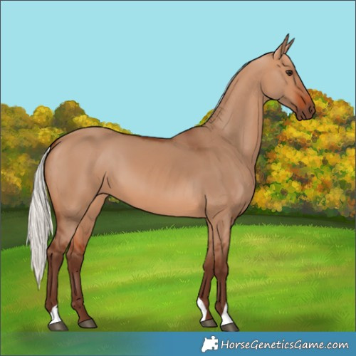Horse Color:Silver Bay Dun