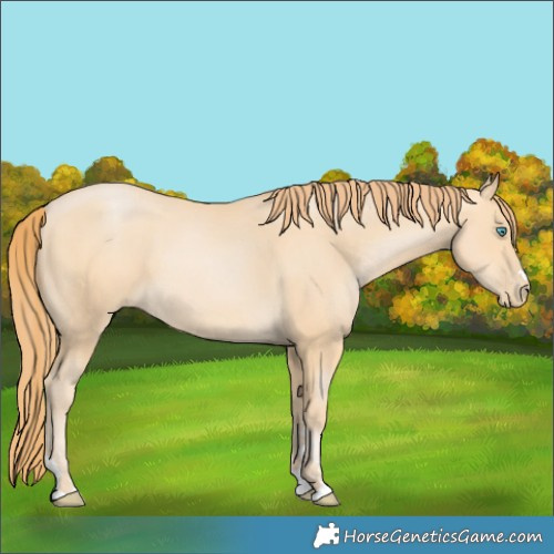 Horse Color:Buckskin Pearl 