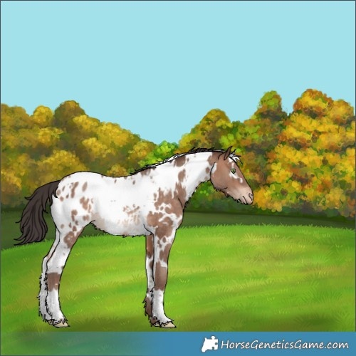 Horse Color:White Spotted Sable Champagne Blanket Rabicano