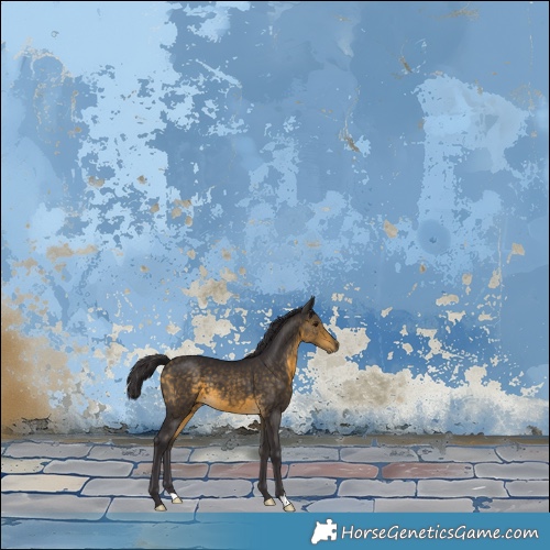 Horse Color:Buckskin