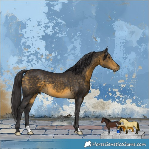 Horse Color:Buckskin 