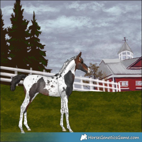 Horse Color:Bay Tobiano Varnish Rabicano 
