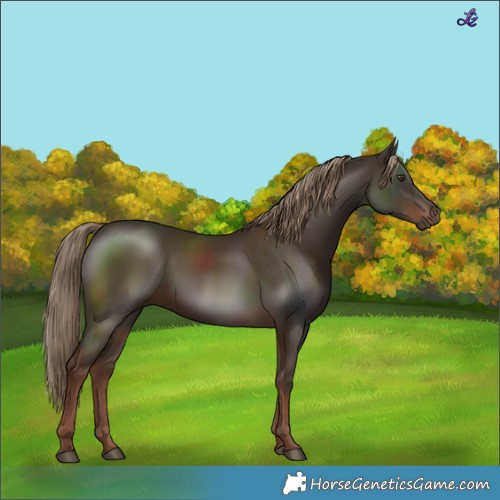 Horse Color:Liver Chestnut 