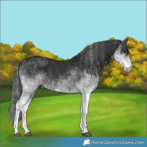 Horse Color:White Spotted Black 