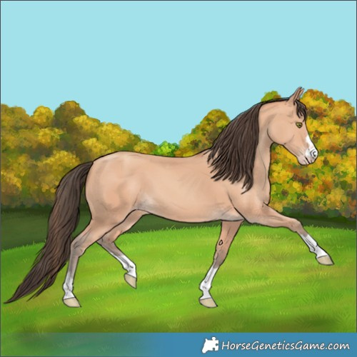 Horse Color:Amber Champagne 