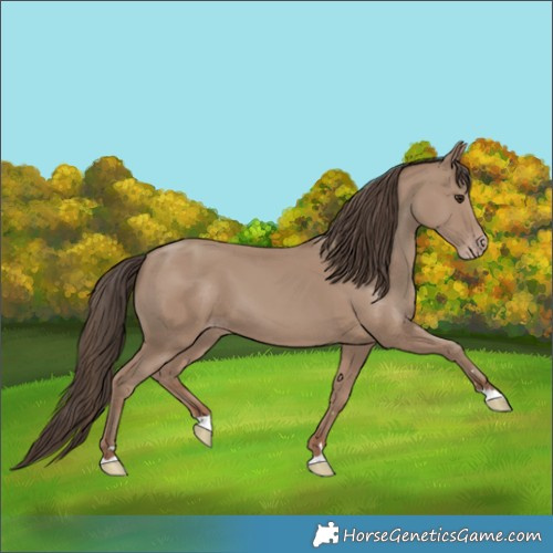 Horse Color:Classic Champagne 