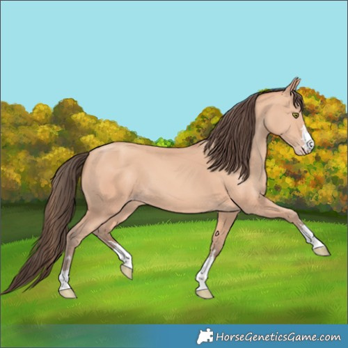 Horse Color:Amber Champagne 