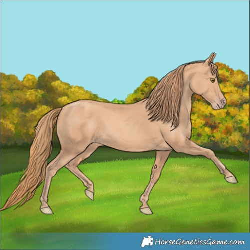 Horse Color:Gold Champagne 