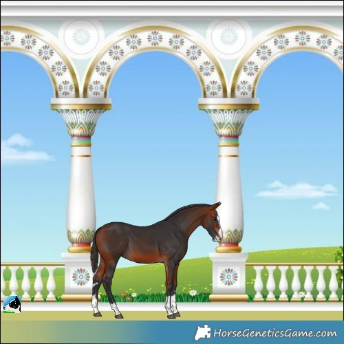 Horse Color:Bay Splash 