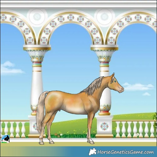 Horse Color:Gold Champagne Mushroom 