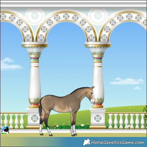 Horse Color:Buckskin Dun Splash 