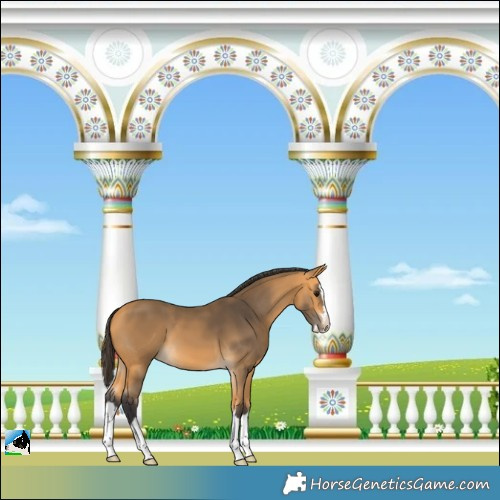 Horse Color:Buckskin Splash
