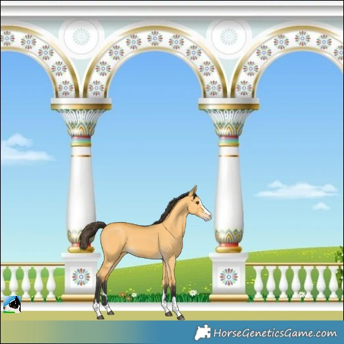 Horse Color:Buckskin Dun Splash