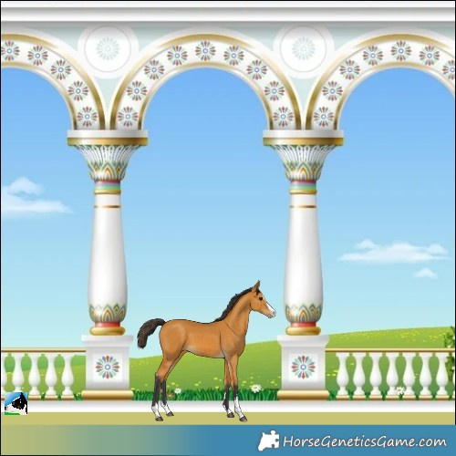 Horse Color:Buckskin Splash