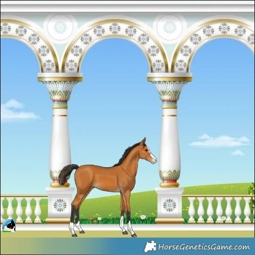 Horse Color:Buckskin Splash 