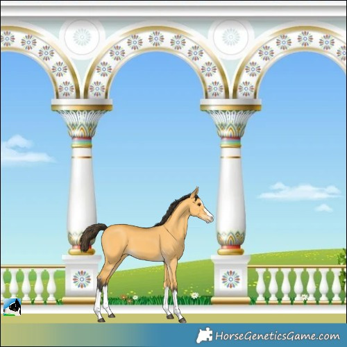 Horse Color:Buckskin Dun Splash