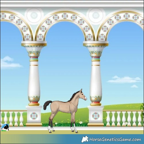 Horse Color:Bay Dun Splash