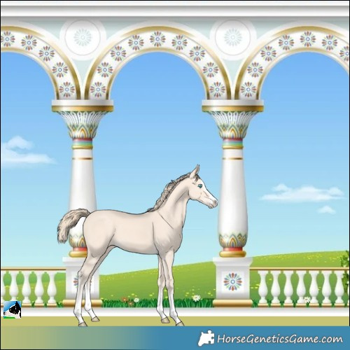 Horse Color:Perlino Splash 