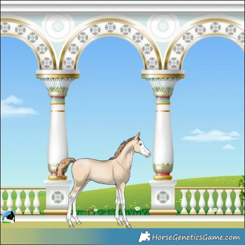 Horse Color:Buckskin Pearl Splash
