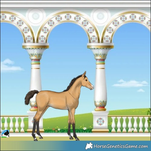 Horse Color:Buckskin Dun Splash 
