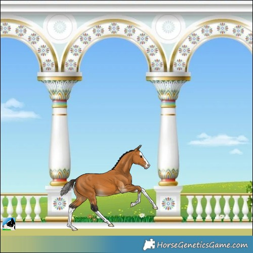 Horse Color:Buckskin Splash