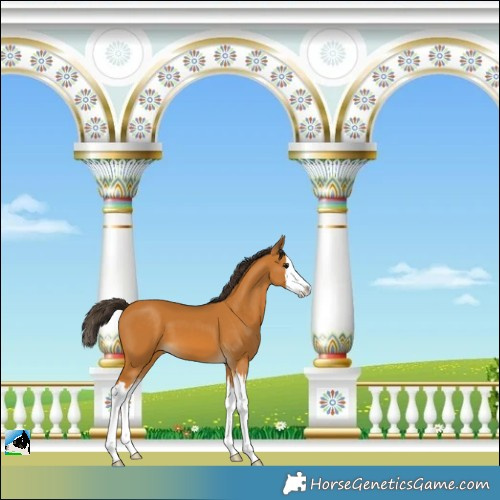 Horse Color:Buckskin Splash 