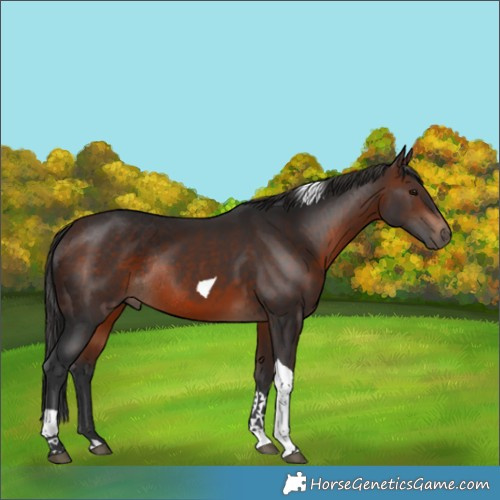 Horse Color:Brown Tobiano Rabicano 