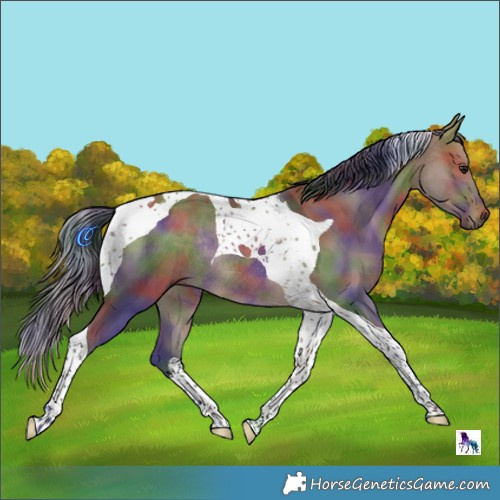 Horse Color:Nacre Brown Dun Tobiano Rabicano 