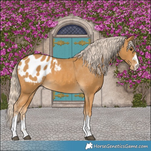Horse Color:Palomino Blanket 