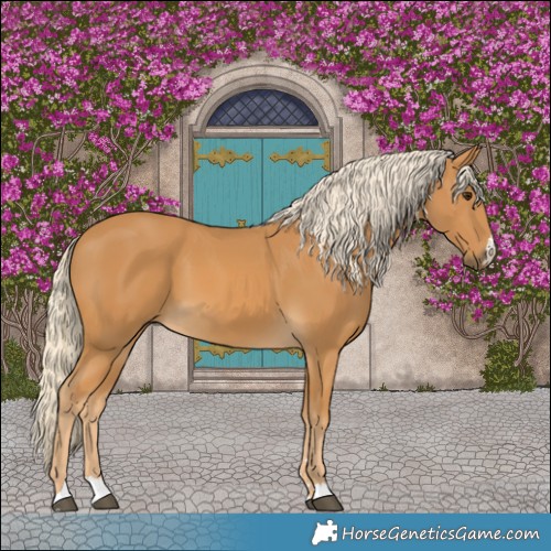 Horse Color:Palomino 