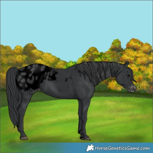 Horse Color:Void Black Blanket Rabicano 